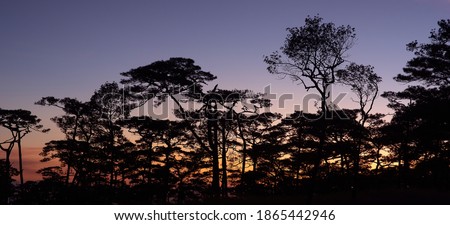Fiery Sunset Sky Evergreen Silhouette. Tree silhouette orange sky on background.