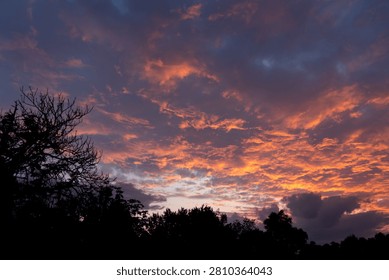 Fiery sunset sky filled with dramatic golden and orange cumulus clouds at twilight. Dark silhouettes of trees stand against a vibrant evening atmosphere. Colorful natural background for time lapse.