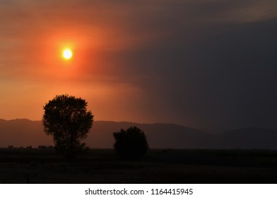 Fiery Sunset With Tree Sillhouette