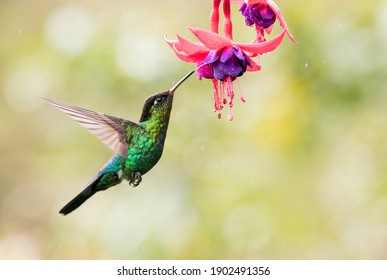 Fiery throated hummingbird is sucking the nectar out of the pink purple fuchsia flowers in Costa Rica. With movement in his wings and blurry green background. - Shutterstock ID 1902491356