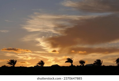 A fiery windy sunset palm trees blowing in the wind