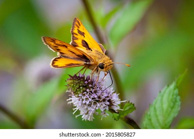 A fiery yellow skipper butterfly feeds on nectar from a wild mint plant.