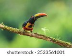 The fiery-billed aracari or fiery-billed araçari (Pteroglossus frantzii) is a toucan, a near-passerine bird. It breeds only on the Pacific slopes of southern Costa Rica and western Panama.