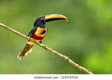 The fiery-billed aracari or fiery-billed araçari (Pteroglossus frantzii) is a toucan, a near-passerine bird. It breeds only on the Pacific slopes of southern Costa Rica and western Panama.
