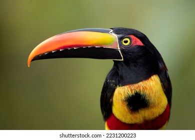 Fiery-billed araçari (Pteroglossus frantzii) is a toucan, a near-passerine bird. It breeds only on the Pacific slopes of southern Costa Rica and western Panama. 