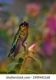 Fiery-throated Hummingbird - Panterpe insignis medium-sized hummingbird breeds only in the mountains of Costa Rica and Panama, orange breast, sitting in the middle of flowers.