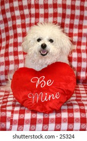 Fifi a Bichon Frise, smiles for the camera with valentine day heart pillows against a red and white checker board background