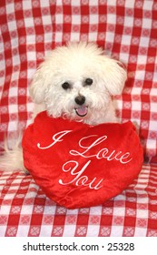Fifi a Bichon Frise, smiles for the camera with valentine day heart pillows against a red and white checker board background