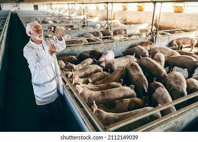 Fig flu, therapy, drugs, and veterinary. A senior veterinarian in the sterile coat is standing next to a pig pen at the pig farm and preparing an injection for a sick pig.