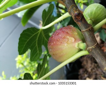 Fig Friut Tree