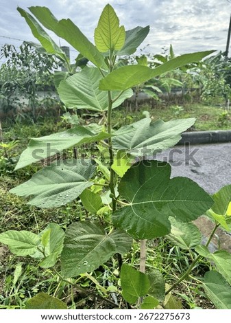 fig fruit in my garden