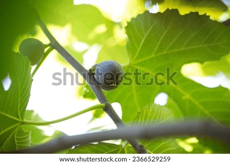 fig, green organic fig on branch on tree. Selective focus.