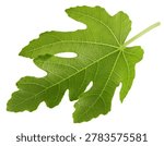 Fig leaf isolated clipping path. Fig leaf on white background. Lleaf macro studio photo