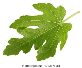 Fig leaf isolated clipping path. Fig leaf on white background. Lleaf macro studio photo