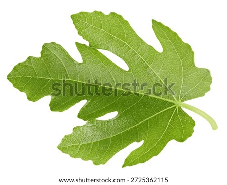 Fig leaf isolated clipping path. Fig leaf on white background. Lleaf macro studio photo