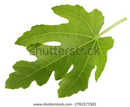 Fig leaf isolated clipping path. Fig leaf on white background. Lleaf macro studio photo