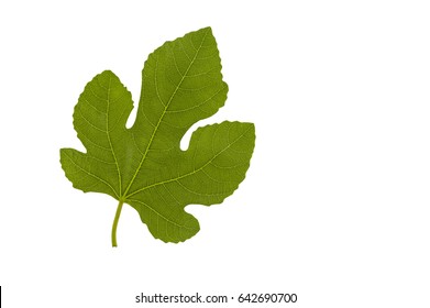 Fig Leaves High Res Stock Images Shutterstock