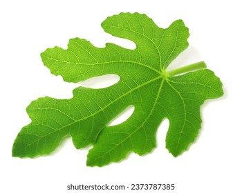 Fig leaf macro isolated on white background