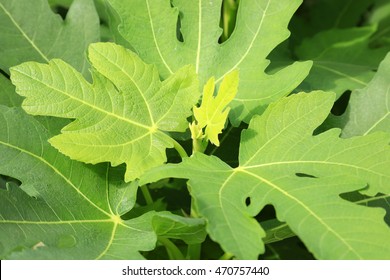 Fig Leaves