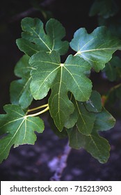 Fig Leaves