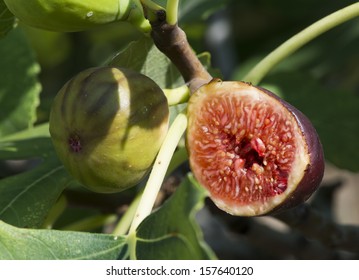 Fig on fig tree between the leaves