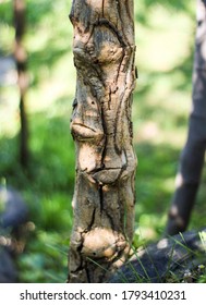 Fig Stump (Dystopian Captured Nature)