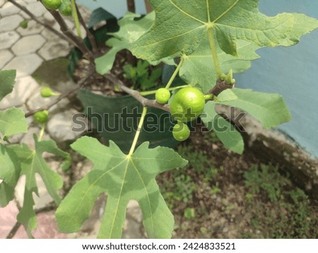 Fig or tin or ara Ficus carica L is a type of plant that produces edible fruit and originates from West Asia .The name Tin is taken from Arabic , also known as Ara 