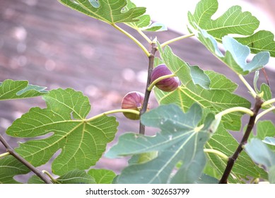 Fig Tree Blooming Stock Photo 302653799 | Shutterstock