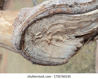 The Fig Tree Branch Is Dead In Desert Climate