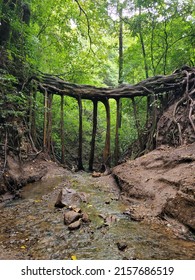 Fig Tree Bridge Over River In Costa Rica