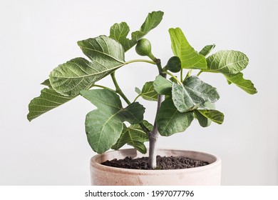 Fig Tree (Ficus Carica) In Pot With White Background 