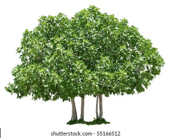 Fig Tree Isolated On White