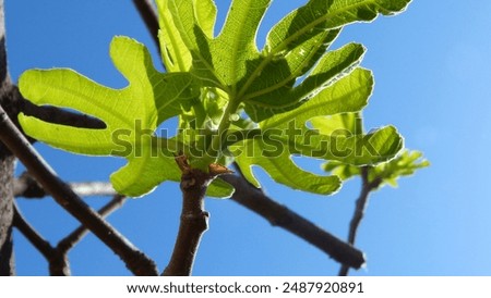 fig tree leaf, translucid on a sunny day.
