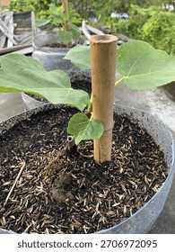 A fig tree sapling grows in a pot, supported by a bamboo stake, outdoors.