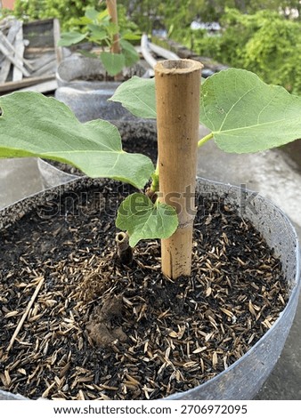 A fig tree sapling grows in a pot, supported by a bamboo stake, outdoors.