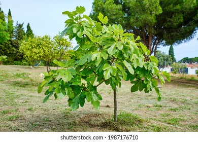 The fig tree. small tree that will soon bear fruit in a garden for own consumption (Ficus carica) - Shutterstock ID 1987176710
