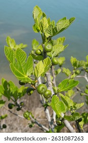 Fig tree in spring. Leaves on fig tree branches. The fig tree sprouts in spring. In early spring, green raw fruits and leaves of a fig tree grow on a branch.Tacir Village Iznik Bursa Türkiye.