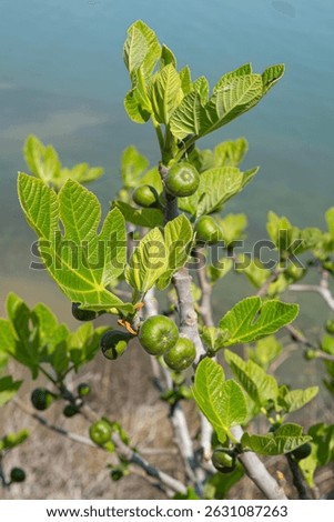 Fig tree in spring. Leaves on fig tree branches. The fig tree sprouts in spring. In early spring, green raw fruits and leaves of a fig tree grow on a branch.Tacir Village Iznik Bursa Türkiye.