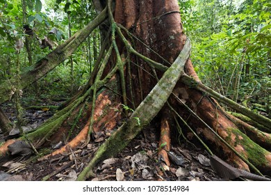 Fig tree strangling another tree in Aru island jungle, Papua, Indonesia