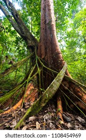 Fig tree strangling another tree in Aru island jungle, Papua, Indonesia