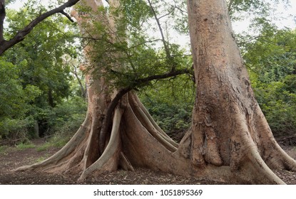 Fig tree strangling small tree