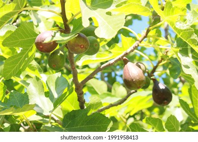 A fig tree that is illuminated by the sun. Its leaves are very light green. The figs don't look ripe yet. The fruits hang on the tree.