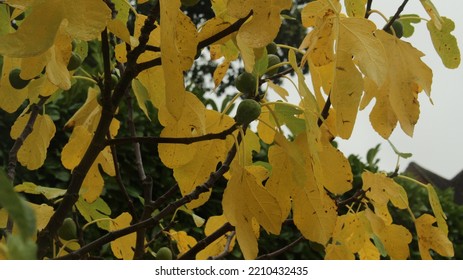 Fig Tree With Yellow Autumn Leaves And Green Fruit. Unusual Autumn Fruit Tree Foliage Background. Fall Fruit Tree Wallpaper. Gorgeous Seasonal Screensaver Or Background With Copy And Text Space.