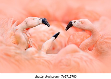 Fight of American flamingos, Phoenicopterus rubernice, pink big birds, dancing in the water, animal in the nature habitat, Cuba, Caribbean. Wildlife scene from nature. Flock of colorful birds. - Shutterstock ID 765715783