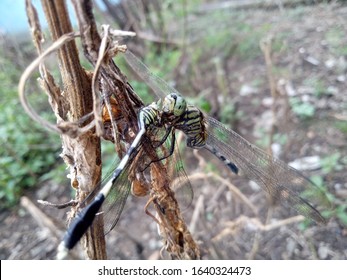 a fight between dragonflies on a branch