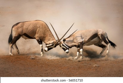 ?Intense fight between two male Gemsbok on dusty plains of Etosha - Powered by Shutterstock