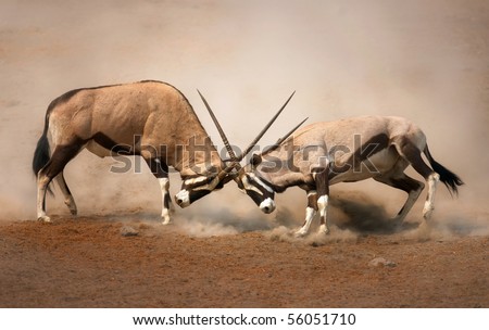 ?Intense fight between two male Gemsbok on dusty plains of Etosha