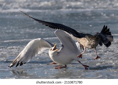 Fight between two seagulls on a frozen river