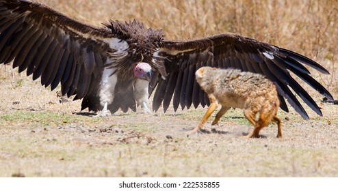 Fight Between Vulture And Wild Dog In Africa