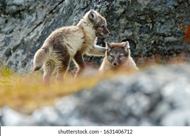 Fight Of Cute Little Arctic Foxes, Vulpes Lagopus, In The Nature Rocky Habitat, Svalbard, Norway. Action Wildlife Scene From Europe. Fox Babes In The Nature Habitat. 